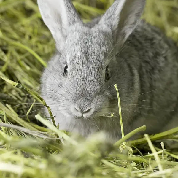 A close-up of a gray rabbit sitting in green hay, looking directly toward the camera.
