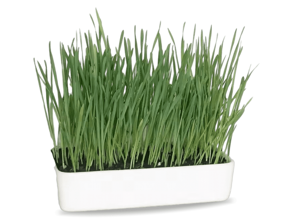 Garden Lawncare Guy Cat Grass Oat Seeds - ideal for rabbits, guinea pigs & other herbivores. And cats!