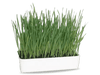 Garden Lawncare Guy Cat Grass Oat Seeds - ideal for rabbits, guinea pigs & other herbivores. And cats!