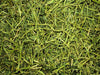 Friendly Alfalfa Readigrass
