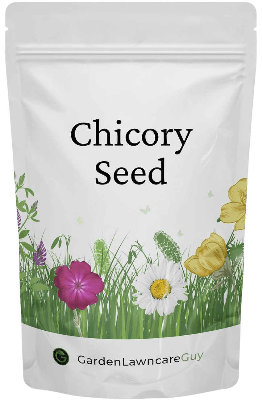 Garden Lawncare Guy Chicory Seed - Grow fresh year-round for rabbits, guinea pigs, tortoises & more