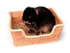 Chill n Snooze Bed