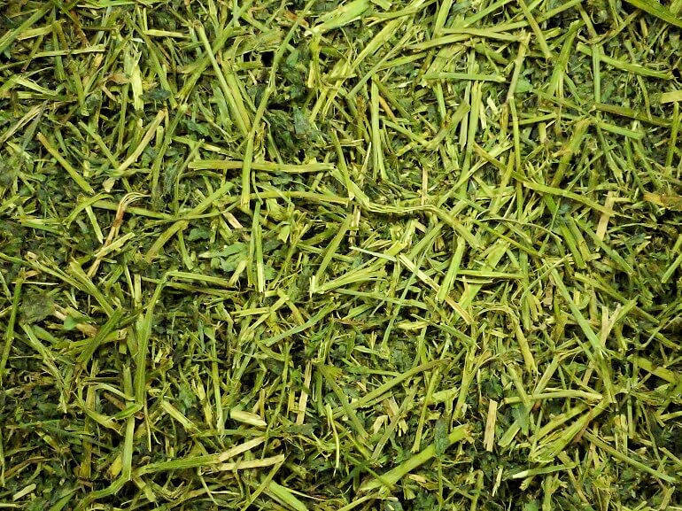 Friendly Alfalfa Readigrass
