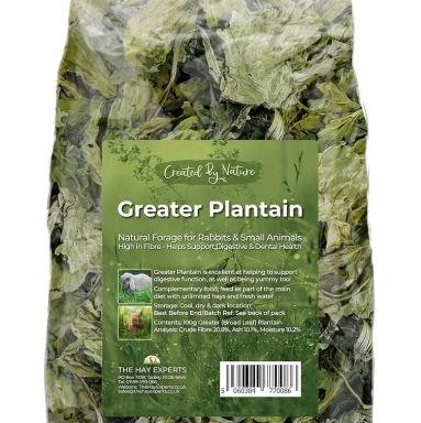 Greater Plantain