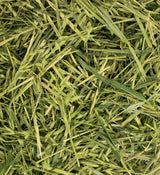 Green Oat ReadiGrass