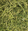 Green Oat ReadiGrass