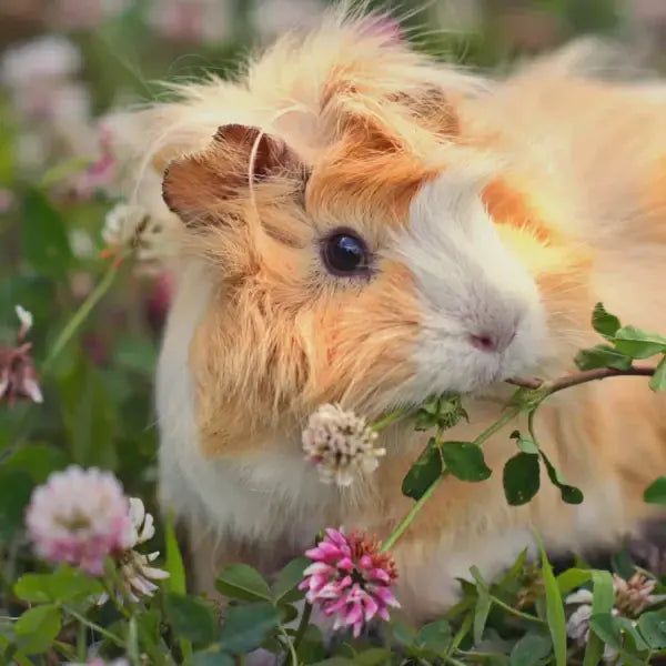 A fluffy guinea pig with orange, white, and cream fur eating clover in a field of green leaves and pink flowers.