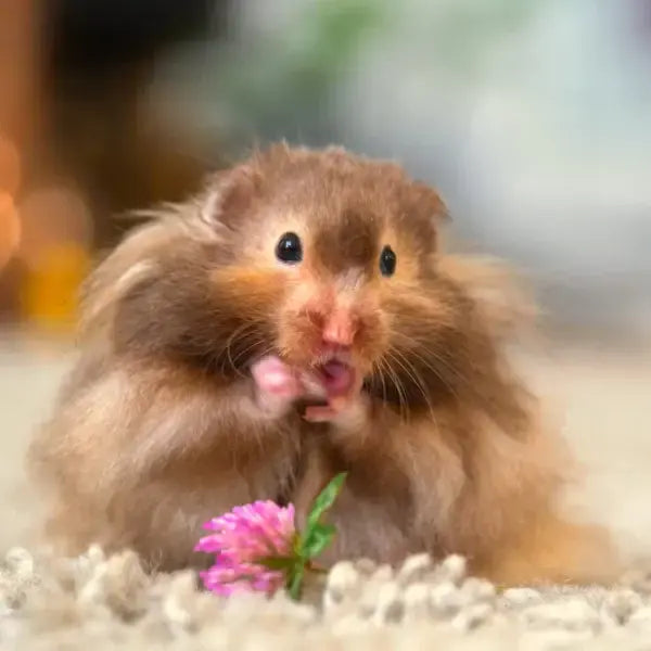 A fluffy brown hamster in front of a soft-focus background, holding a small pink clover flower near its mouth.