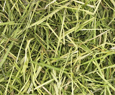 Readigrass