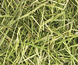 Readigrass