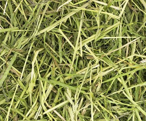 Readigrass