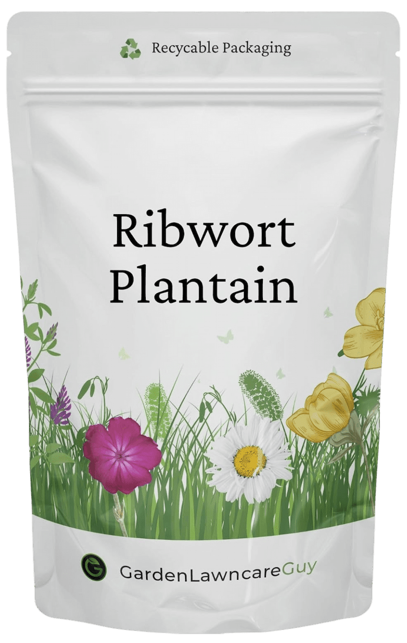Garden Lawncare Guy Ribwort Plantain Seeds - Grow nutritious, fresh forage for rabbits, guinea pigs & more
