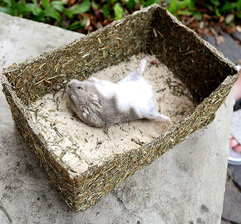 Rollin' Rodent Sand Bath