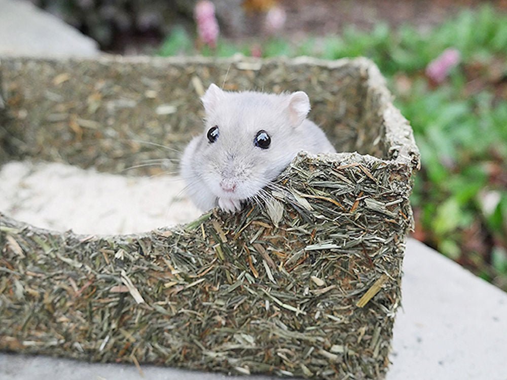 Rollin' Rodent Sand Bath