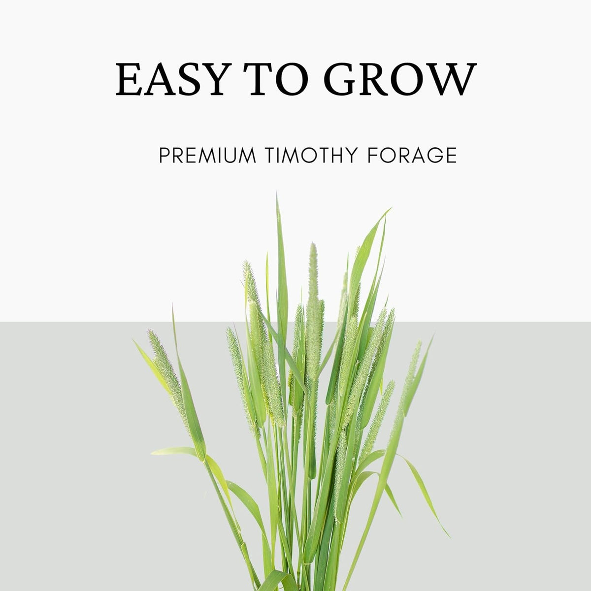 Garden Lawncare GuyTimothy Seeds for Rabbits, Guinea Pigs & other herbivores