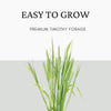 Garden Lawncare GuyTimothy Seeds for Rabbits, Guinea Pigs & other herbivores