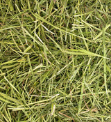 Timothy ReadiGrass