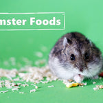 Best Hamster Food: A Guide to Supporting Your Pet's Health