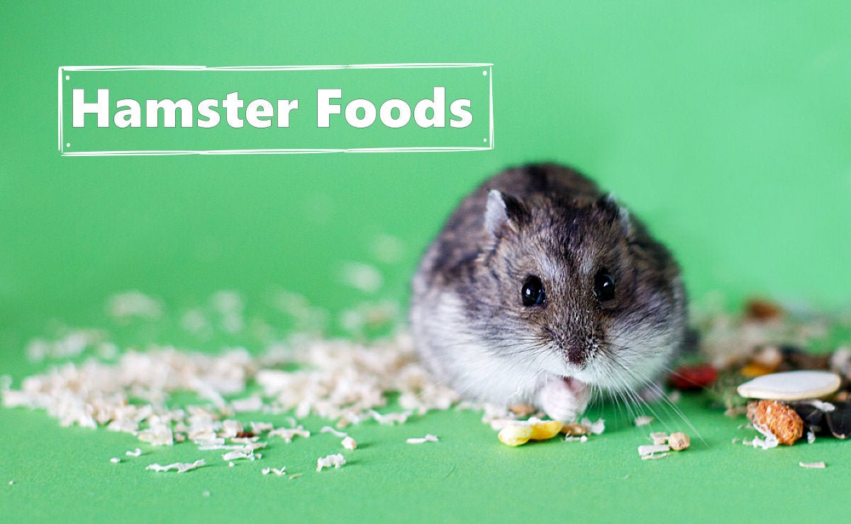 Best Hamster Food: A Guide to Supporting Your Pet's Health - The Hay Experts