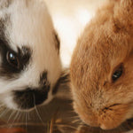 Bottles or Bowls? The Big Debate!