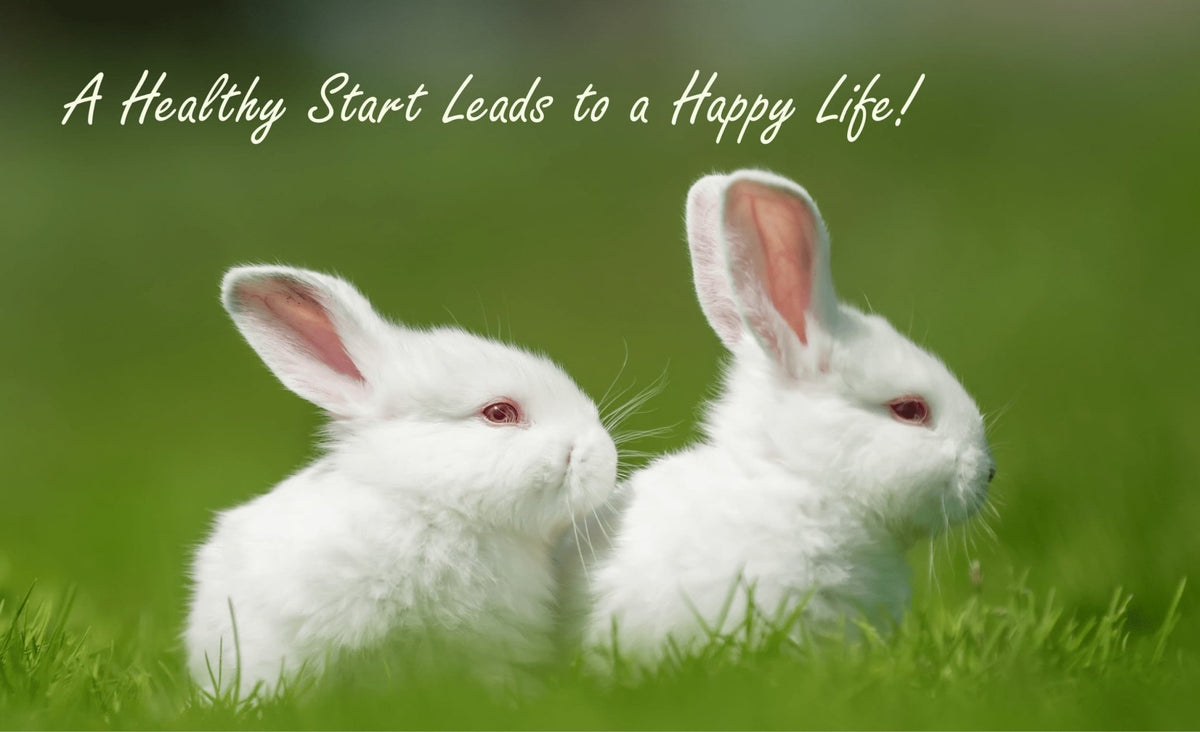 Caring for Young Rabbits: A Gentle Guide for New Owners - The Hay Experts