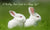 Caring for Young Rabbits: A Gentle Guide for New Owners - The Hay Experts