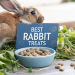 Finding the Best Treats for Rabbits