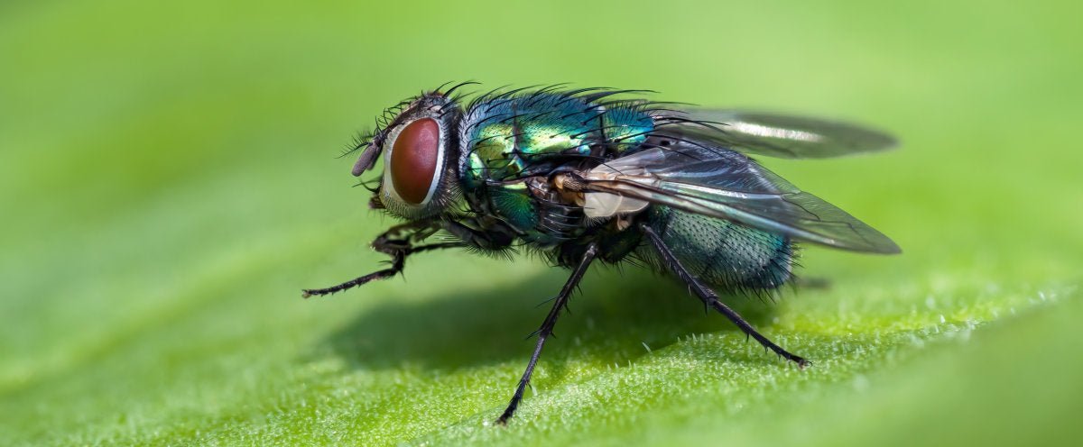 Flystrike - Prevention is a Must! - The Hay Experts