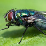 Flystrike - Prevention is a Must!