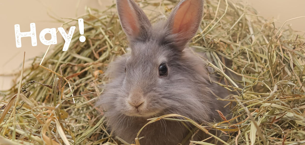Helping Your Rabbits and Small Animals Eat More Hay - The Hay Experts