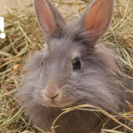 Helping Your Rabbits and Small Animals Eat More Hay