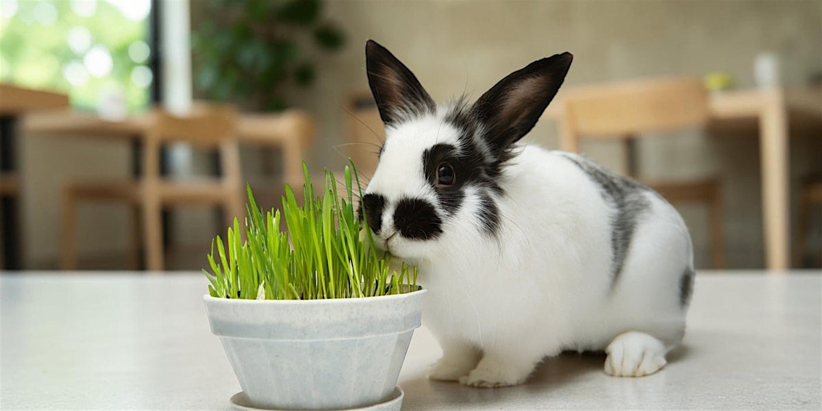 How to Grow Fresh Forage for Rabbits & Guinea Pigs Indoors This Winter - The Hay Experts