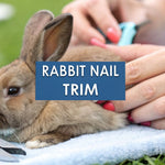 How to Trim Rabbit Nails a Stress-Free Guide for Owners