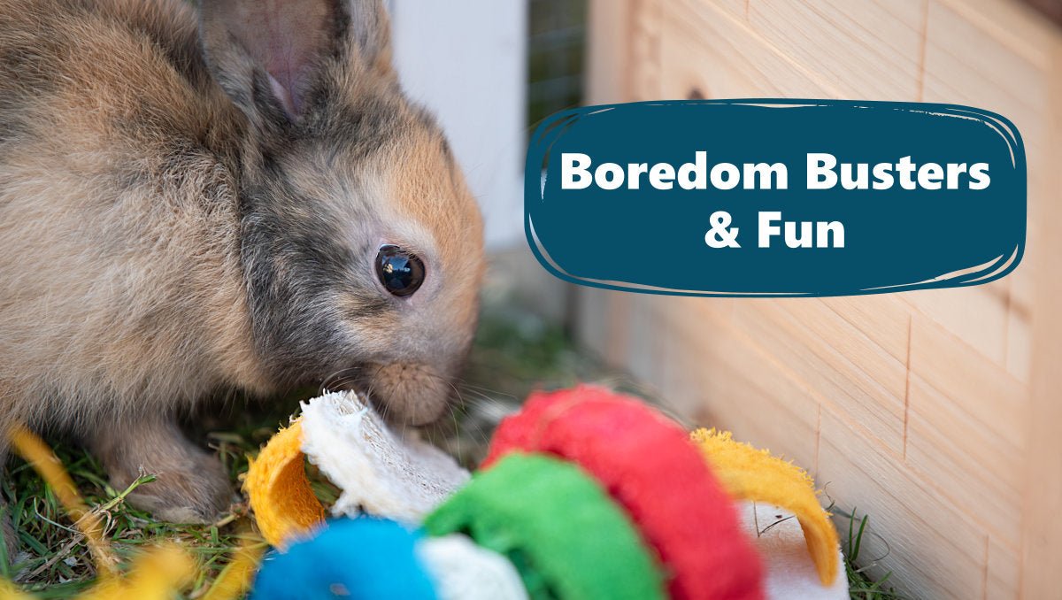 Rabbit Toys for Boredom That Actually Work - The Hay Experts