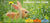 Seasonal Care Guide for Rabbits, Guinea Pigs & Small Pets - The Hay Experts
