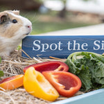 Spotting Guinea Pig Vitamin C Deficiency Symptoms