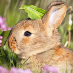 The Hay Experts Top 10 Spring Tips