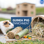 Your Guide to Guinea Pig Enrichment