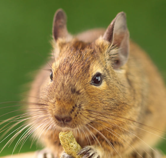The Hay Experts: Quality Natural Forage, Hays, Food, Treats & More