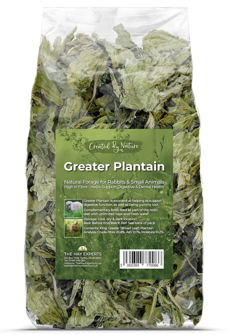 Greater Plantain