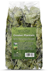 Greater Plantain