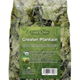 Greater Plantain