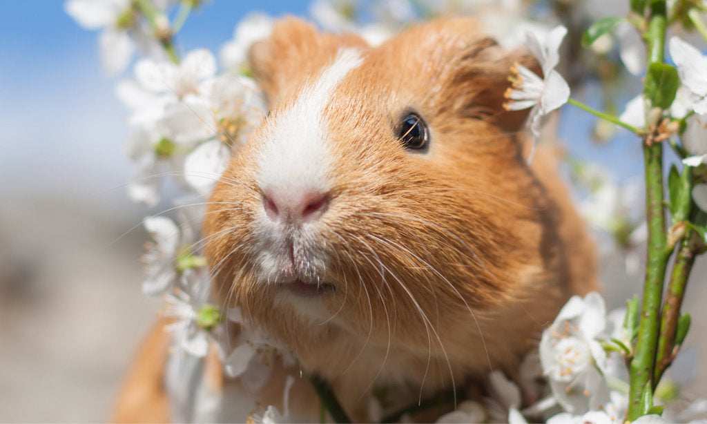 Guinea Pig Care