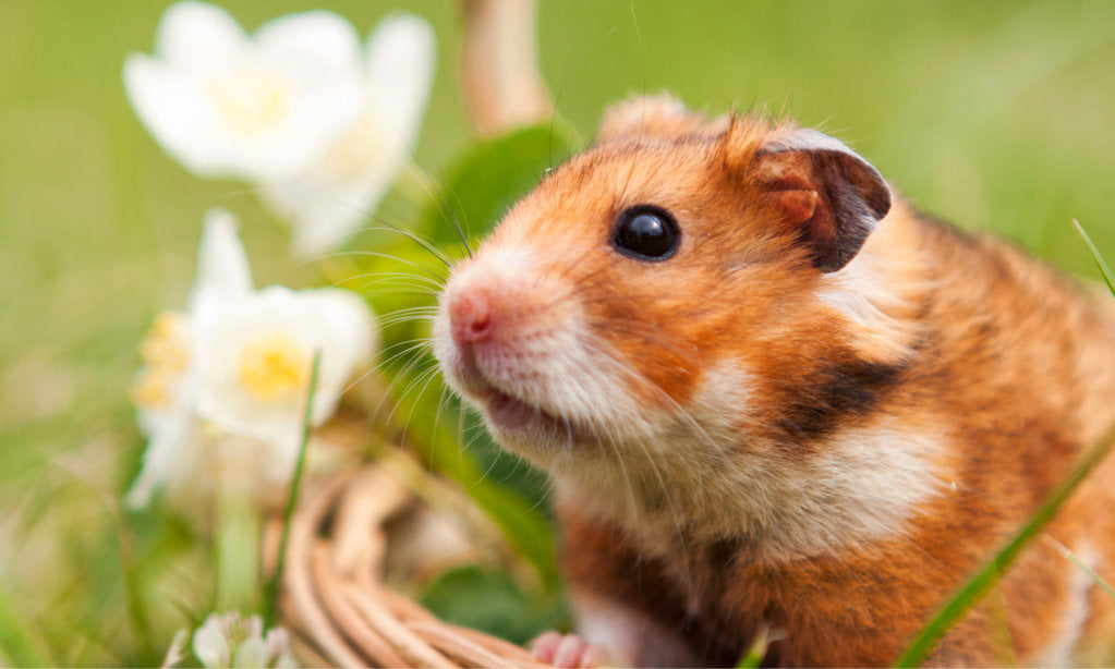 Small Animal Care