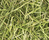 Readigrass