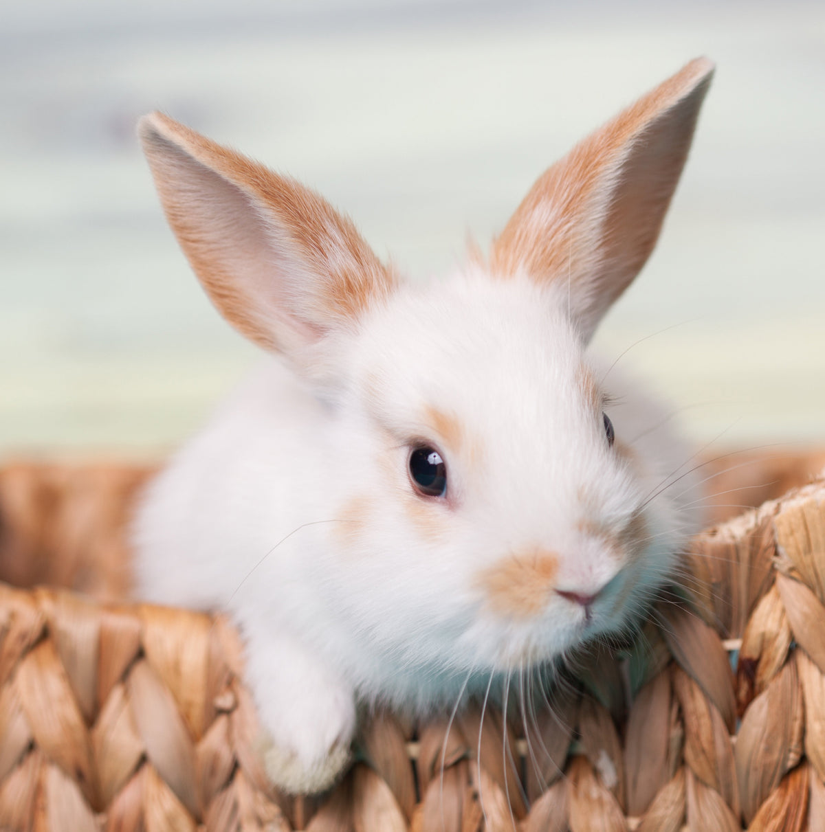 The Hay Experts: Quality Natural Forage, Hays, Food, Treats & More