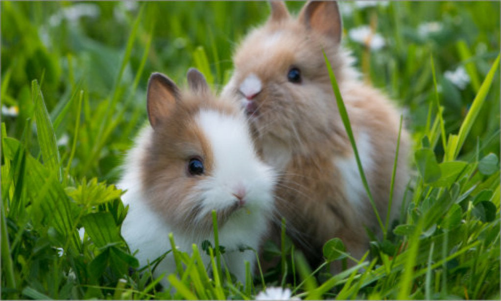 Rabbit Care