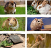 Garden Lawncare GuyTimothy Seeds for Rabbits, Guinea Pigs & other herbivores
