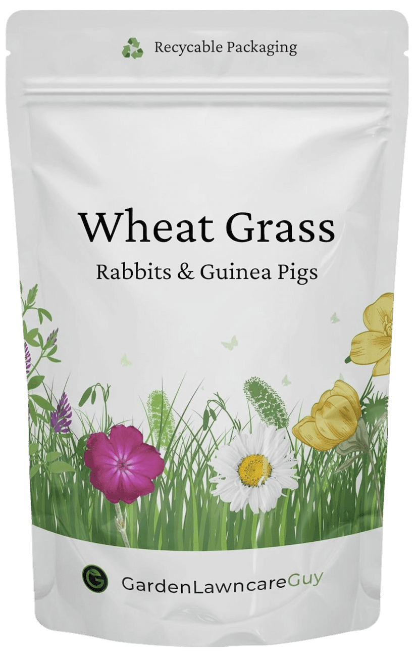 Garden Lawncare Guy - Wheatgrass Seeds for Rabbits & Guinea Pigs; grow fresh grass year-round