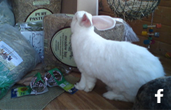 Aww... Thistle investigates his recent delivery!